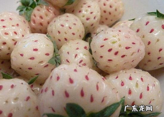 有哪些果蔬长相怪异却无比美味?