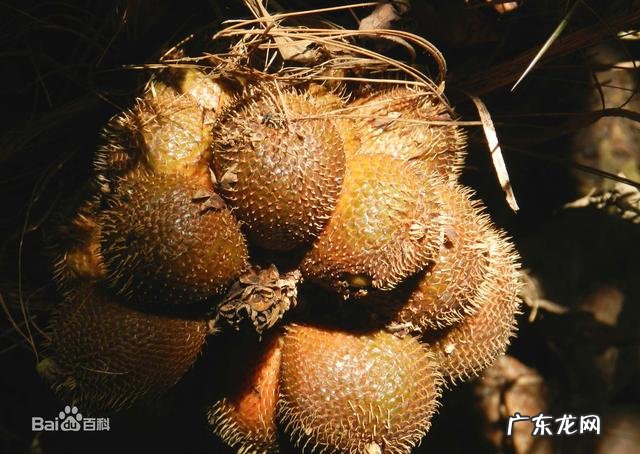 有哪些果蔬长相怪异却无比美味?