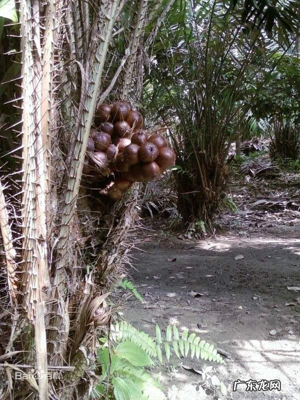 有哪些果蔬长相怪异却无比美味?