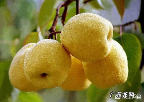 有哪些含糖量比较低的水果适合孕妇吃？