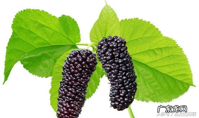 桑葚的功效赛过人参?桑葚有什么营养?