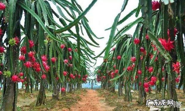 种植火龙果怎样管理,火龙果容易结果吗?