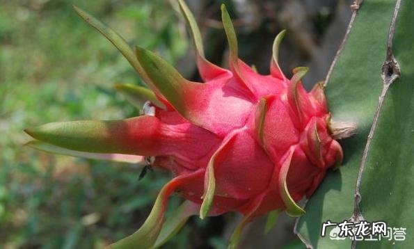 种植火龙果怎样管理,火龙果容易结果吗?