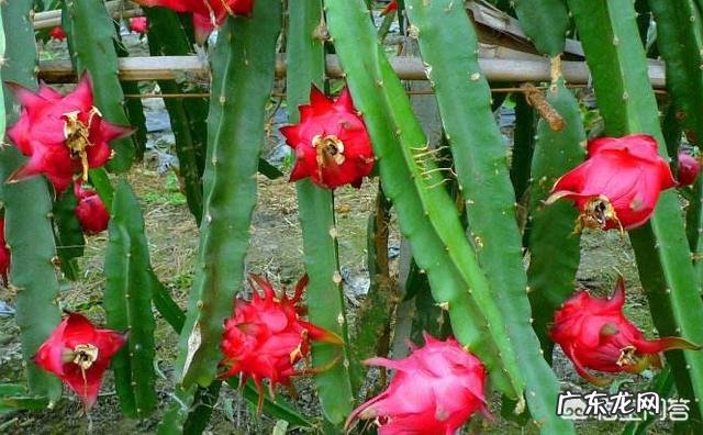 种植火龙果怎样管理,火龙果容易结果吗?