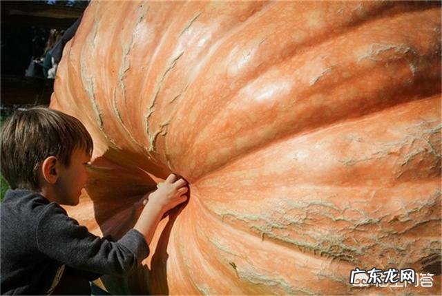 沙漠里遍地是“西瓜”为何无人敢吃?