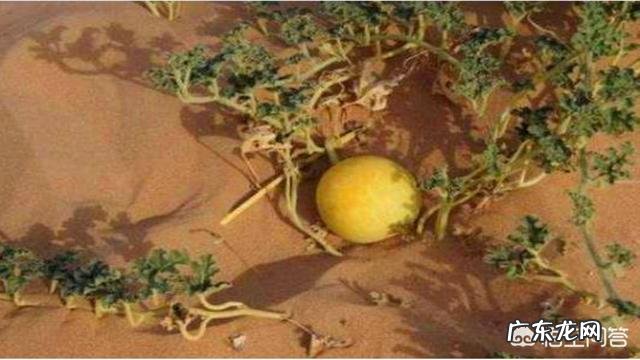 沙漠里遍地是“西瓜”为何无人敢吃?