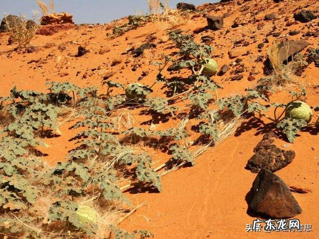 沙漠里遍地是“西瓜”为何无人敢吃?