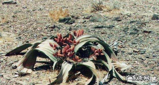 沙漠里遍地是“西瓜”为何无人敢吃?