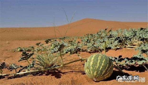 沙漠里遍地是“西瓜”为何无人敢吃?