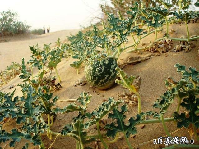沙漠里遍地是“西瓜”为何无人敢吃?