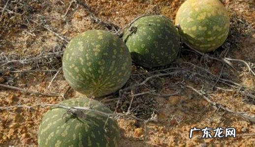 沙漠里遍地是“西瓜”为何无人敢吃?