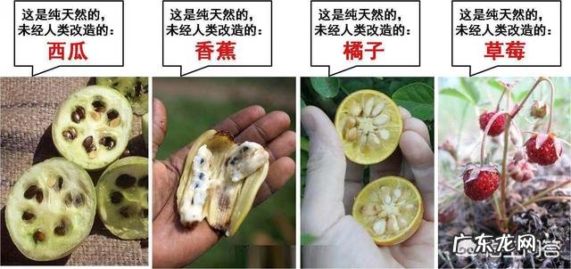 沙漠里遍地是“西瓜”为何无人敢吃?