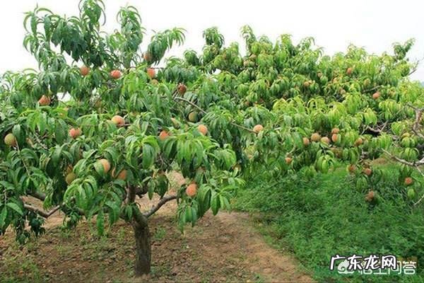 沙漠里遍地是“西瓜”为何无人敢吃?