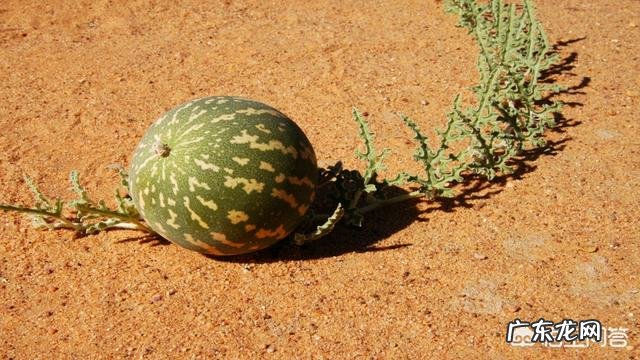 沙漠里遍地是“西瓜”为何无人敢吃?