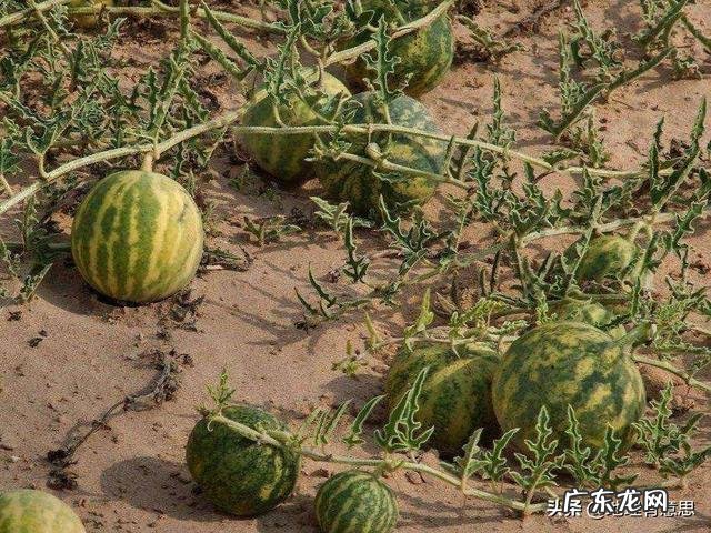 沙漠里遍地是“西瓜”为何无人敢吃?