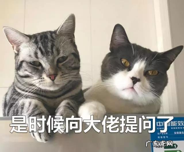 什么软件可以做动画视频?