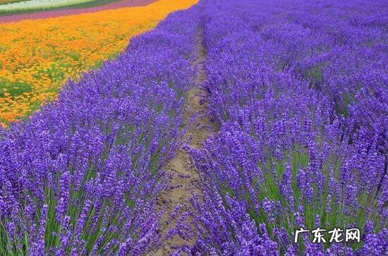 薰衣草什么时候开花