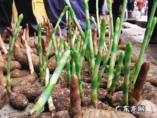 种名贵药材天麻能挣到钱吗?