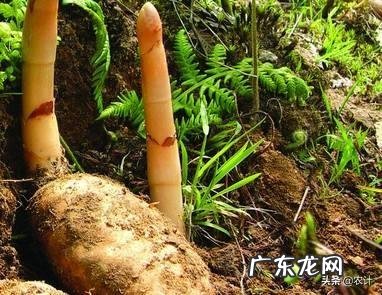 种名贵药材天麻能挣到钱吗?