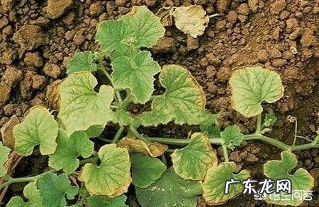 土壤ph值5左右用什么方法提高PH值?