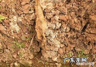 土壤ph值5左右用什么方法提高PH值?