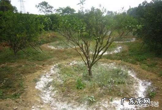 土壤ph值5左右用什么方法提高PH值?