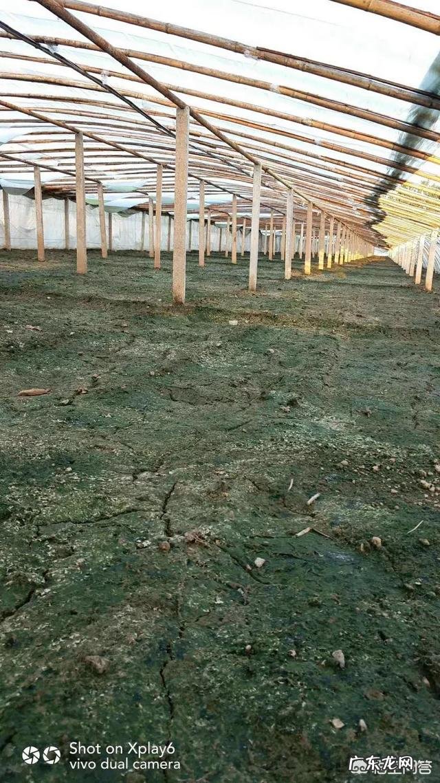 土壤ph值5左右用什么方法提高PH值?