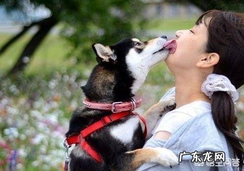 怎么测试狗的智商？