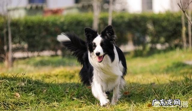 怎么测试狗的智商?