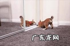 怎么测试狗的智商?