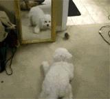 怎么测试狗的智商?