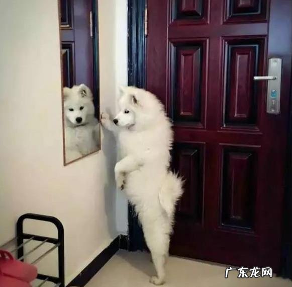 怎么测试狗的智商?