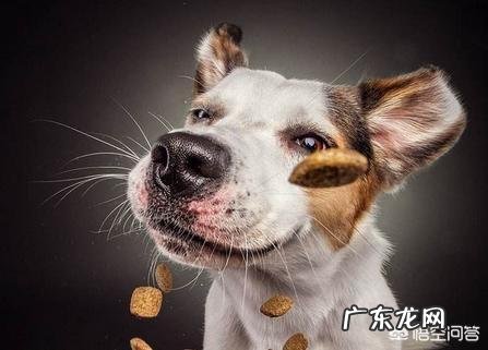 怎么测试狗的智商?