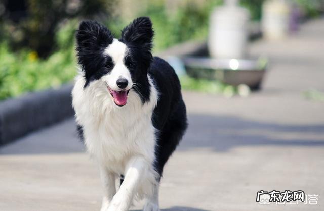 怎么测试狗的智商?