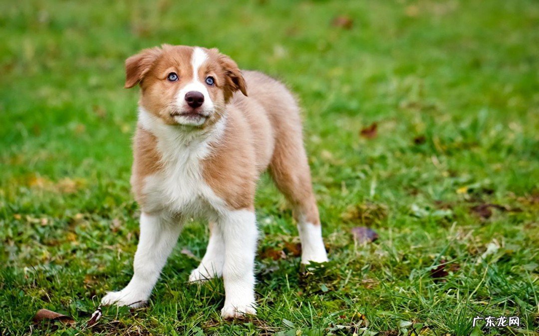 小狗吃下骨头后能消化吗