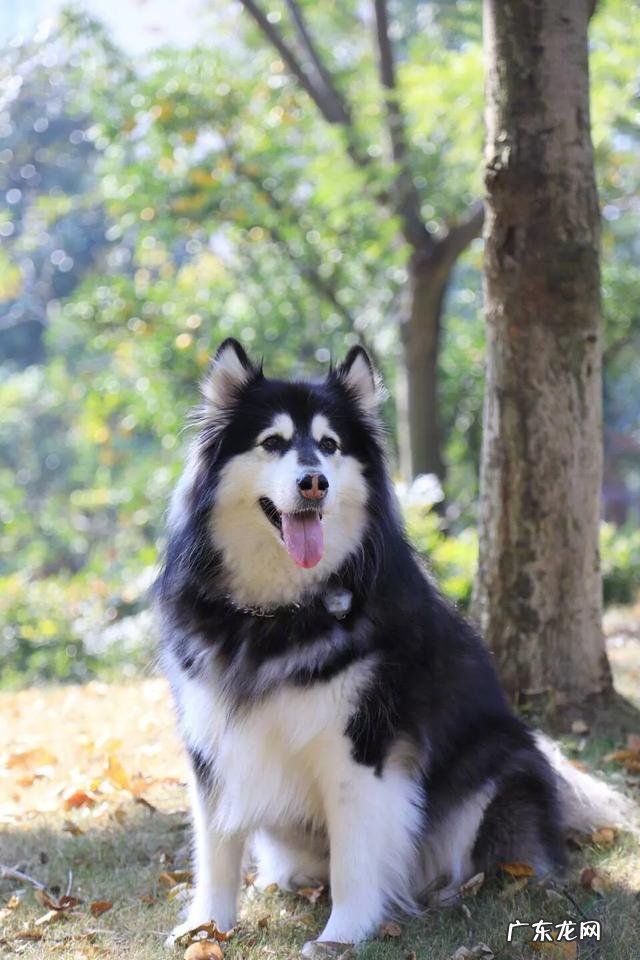 狗狗的服从性应该如何培养及训练?