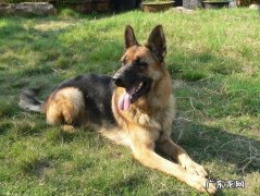 狗狗的服从性应该如何培养及训练？