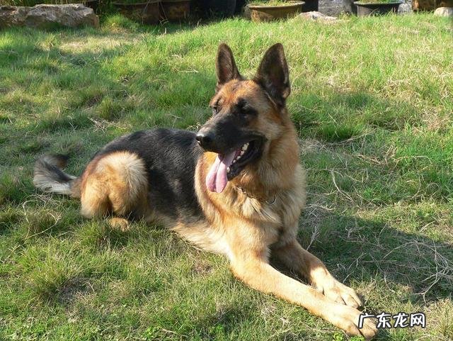 狗狗的服从性应该如何培养及训练?