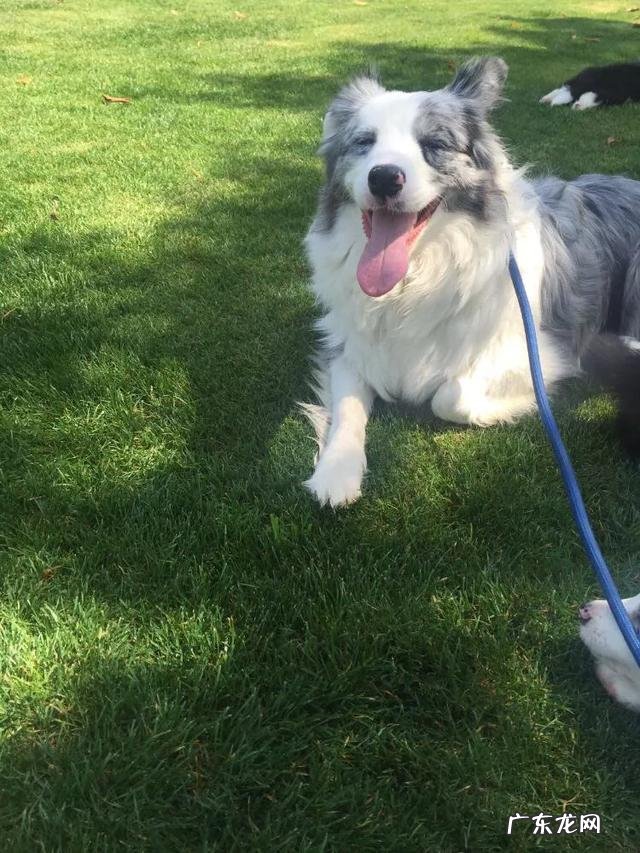 狗狗的服从性应该如何培养及训练?