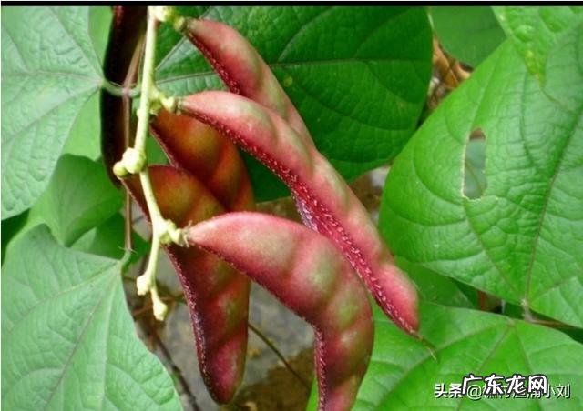 为什么更多人喜欢种植豇豆角而不喜欢种植眉豆角?