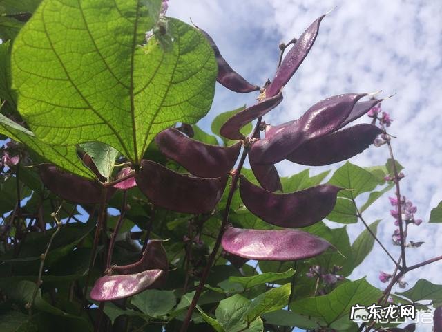 为什么更多人喜欢种植豇豆角而不喜欢种植眉豆角?