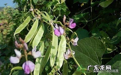 为什么更多人喜欢种植豇豆角而不喜欢种植眉豆角?