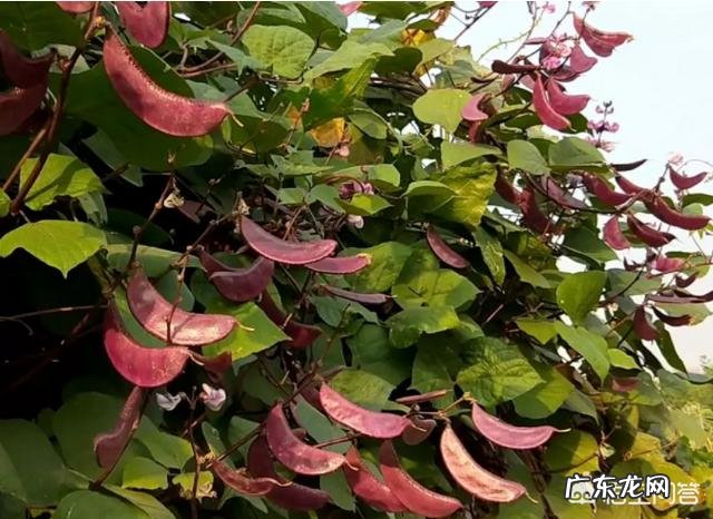 为什么更多人喜欢种植豇豆角而不喜欢种植眉豆角?