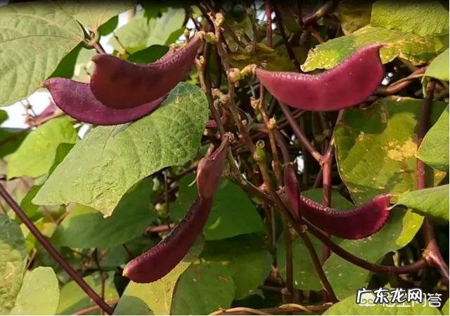 为什么更多人喜欢种植豇豆角而不喜欢种植眉豆角?