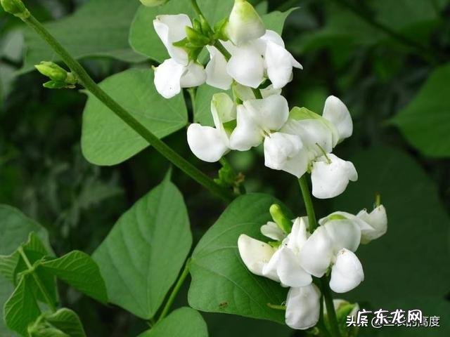 为什么更多人喜欢种植豇豆角而不喜欢种植眉豆角?