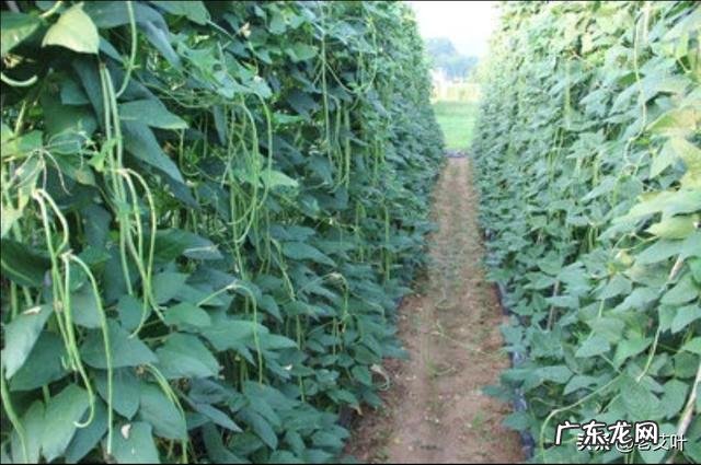 为什么更多人喜欢种植豇豆角而不喜欢种植眉豆角？