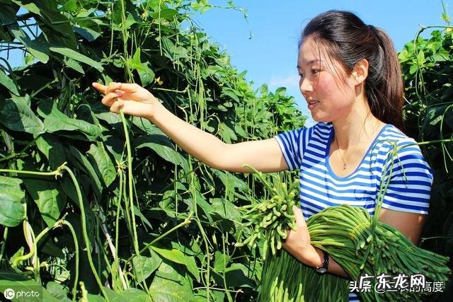 为什么更多人喜欢种植豇豆角而不喜欢种植眉豆角?