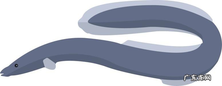 河里怎么判断有没有黄鳝