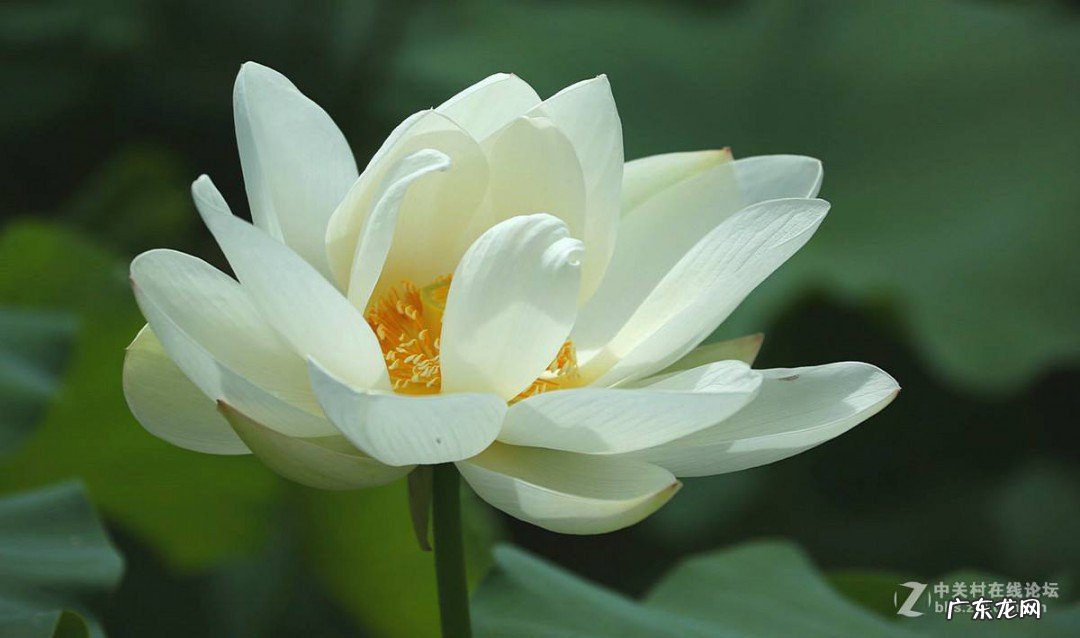 怎么样才是白莲花