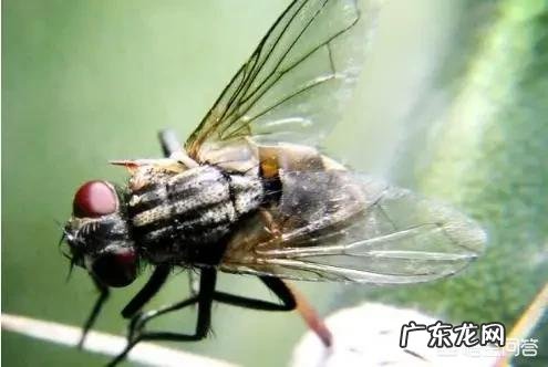 在农村惊蛰过后苍蝇就出来了,有什么办法可以把苍蝇提前消灭吗?
